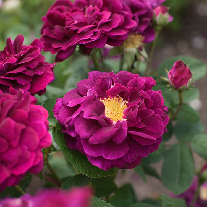Rose Tuscany Superb BR