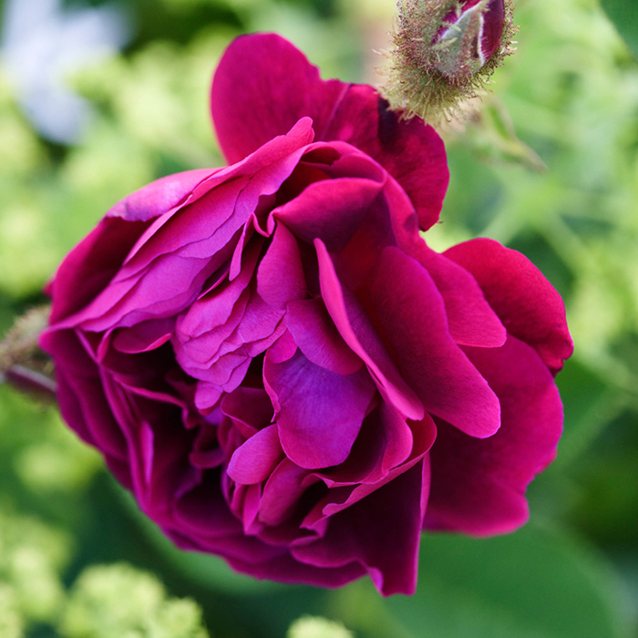 Rose Tuscany Superb BR