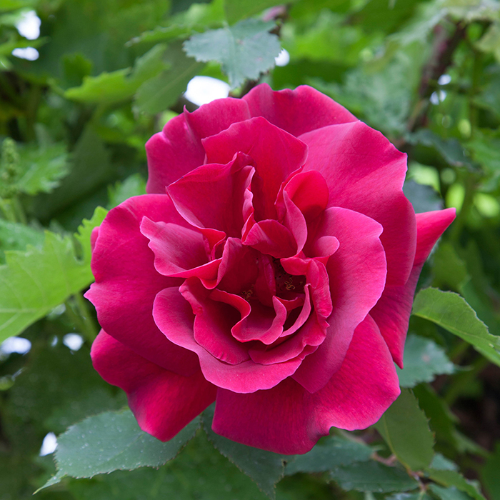Rose Clg Etoile de Hollande BR