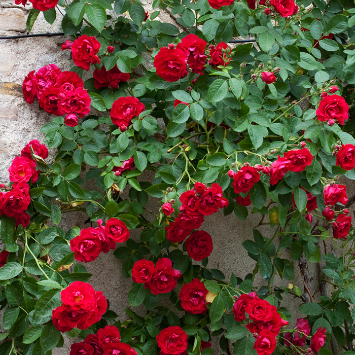 Rose Clg Etoile de Hollande BR