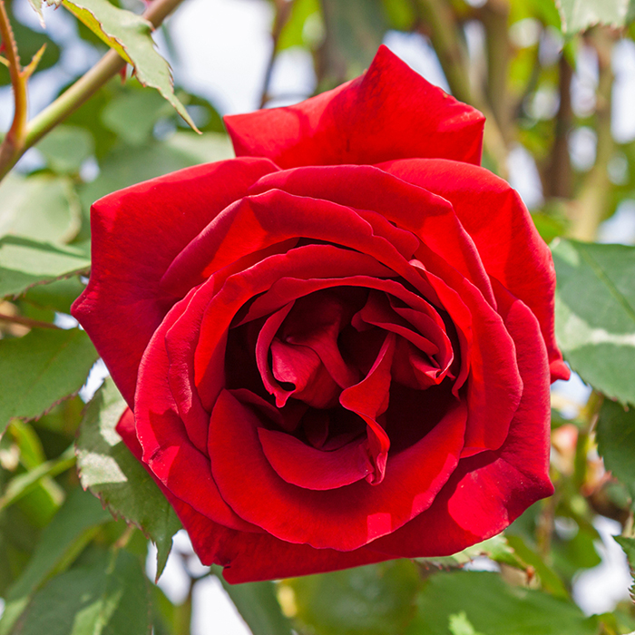 Rose Clg Etoile de Hollande BR