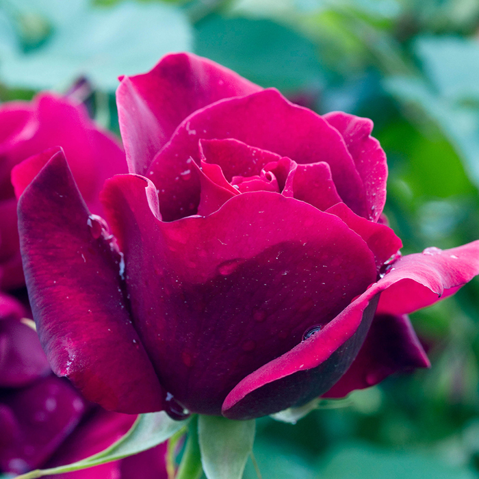 Rose Clg Etoile de Hollande BR