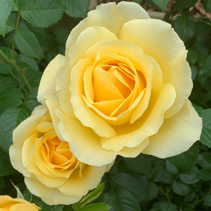 Rose Golden Wedding BR