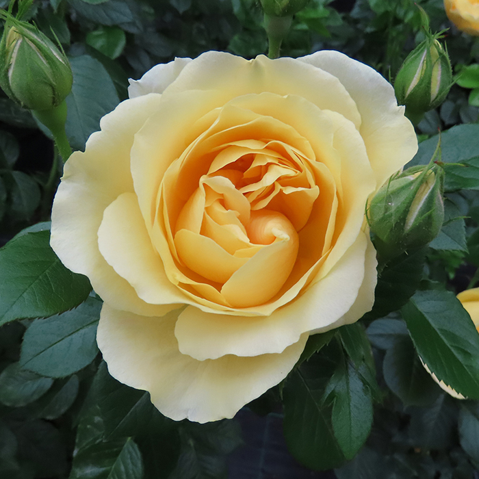 Rose Golden Wedding BR