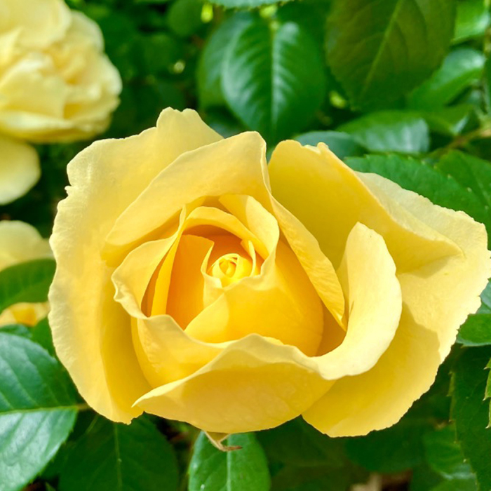 Rose Golden Wedding BR