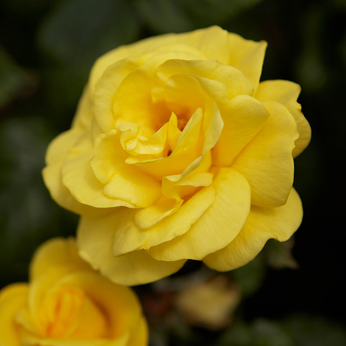 Rose Golden Wedding BR