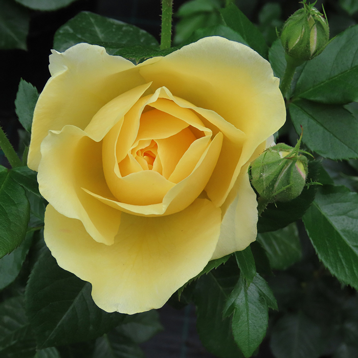 Rose Golden Wedding BR