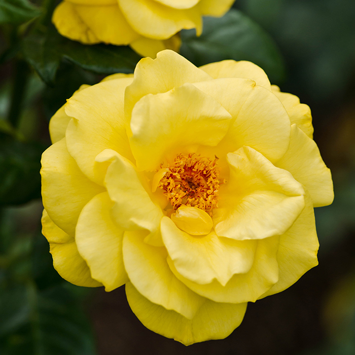 Rose Golden Wedding BR