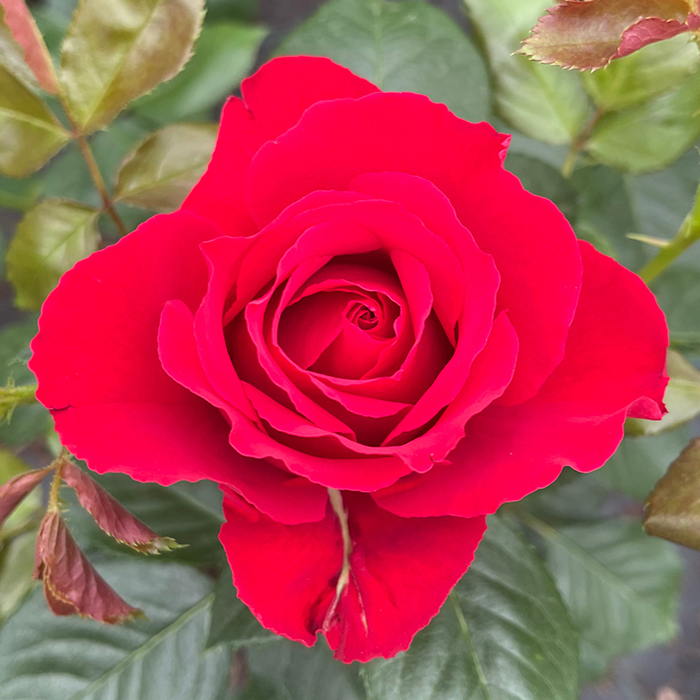 Rose Ruby Wedding BR