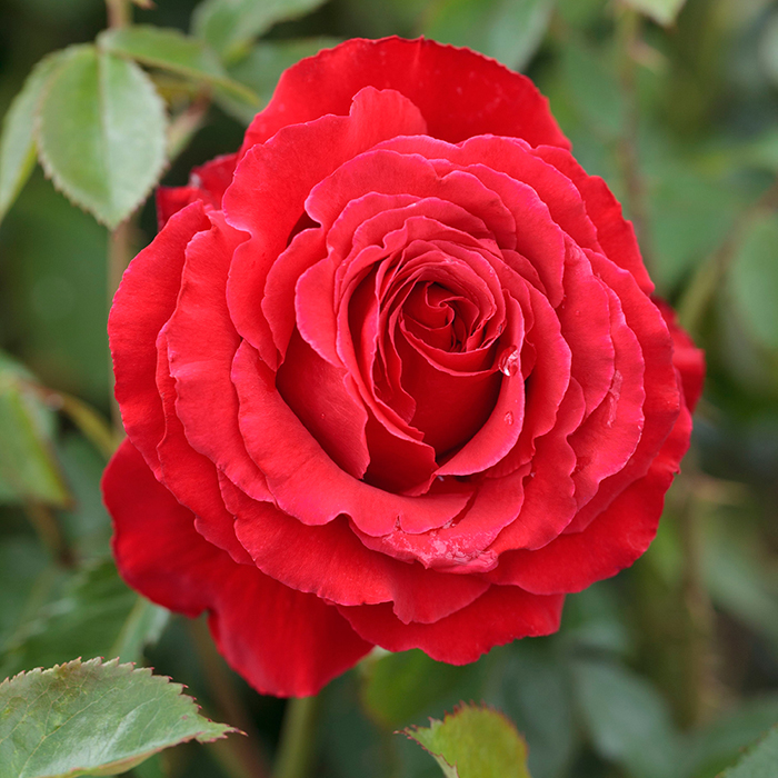Rose Ruby Wedding BR
