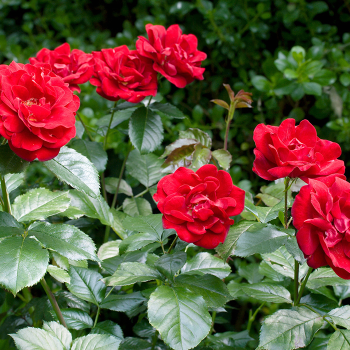 Rose Ruby Wedding BR