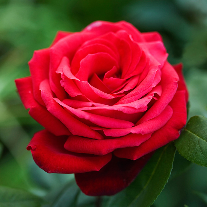 Rose Ruby Wedding BR
