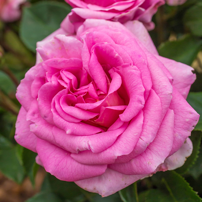 Rose Special Mum BR