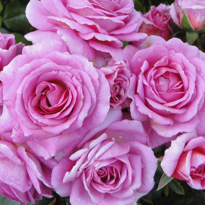 Rose Special Mum BR
