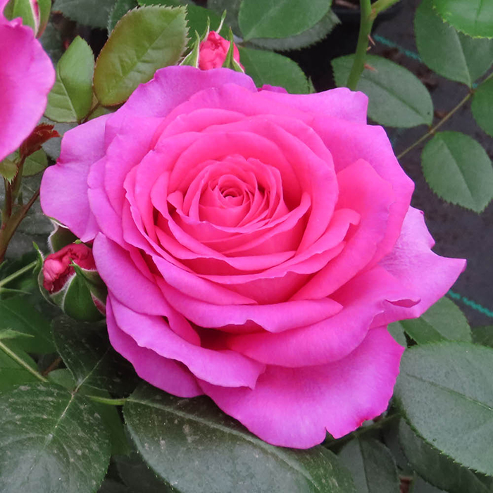 Rose Fab @ 70 BR