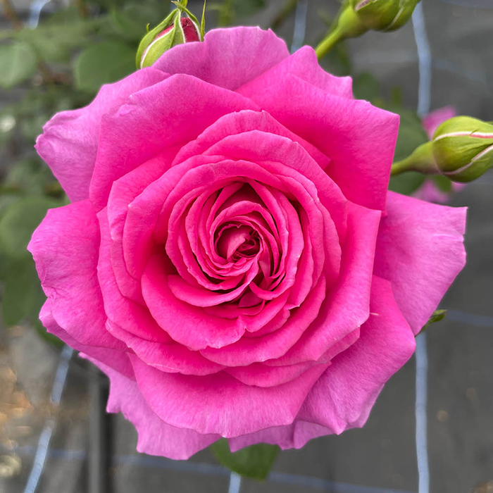 Rose Fab @ 70 BR