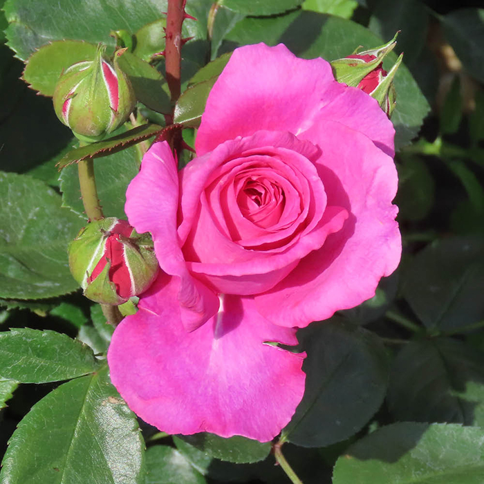 Rose Fab @ 70 BR