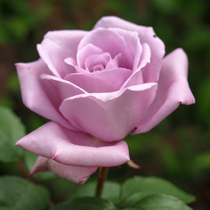 Rose Sapphire Wedding BR