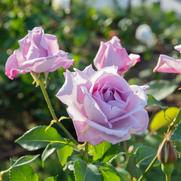 Rose Sapphire Wedding BR