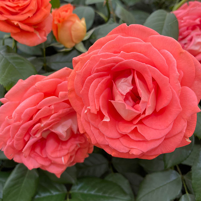 Rose Fab @ 50 BR