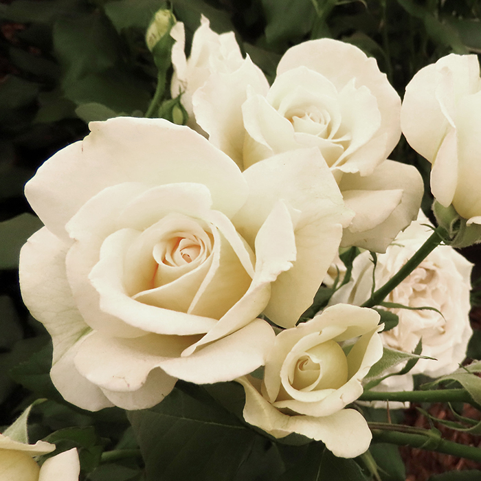 Rose Friendship BR