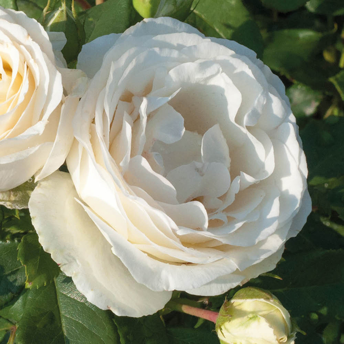 Rose Diamond Wedding BR