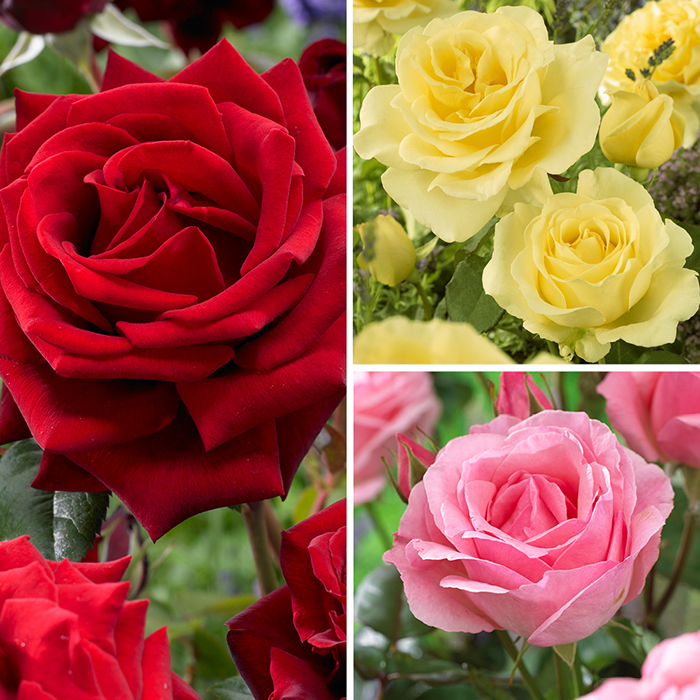 The 'Best Ever' Hybrid Tea Rose Bush Trio