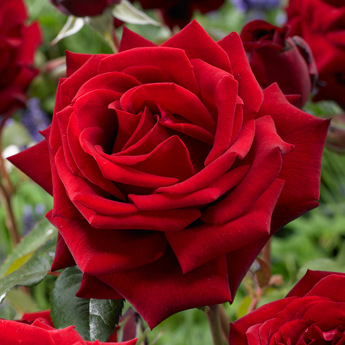 The 'Best Ever' Hybrid Tea Rose Bush Trio