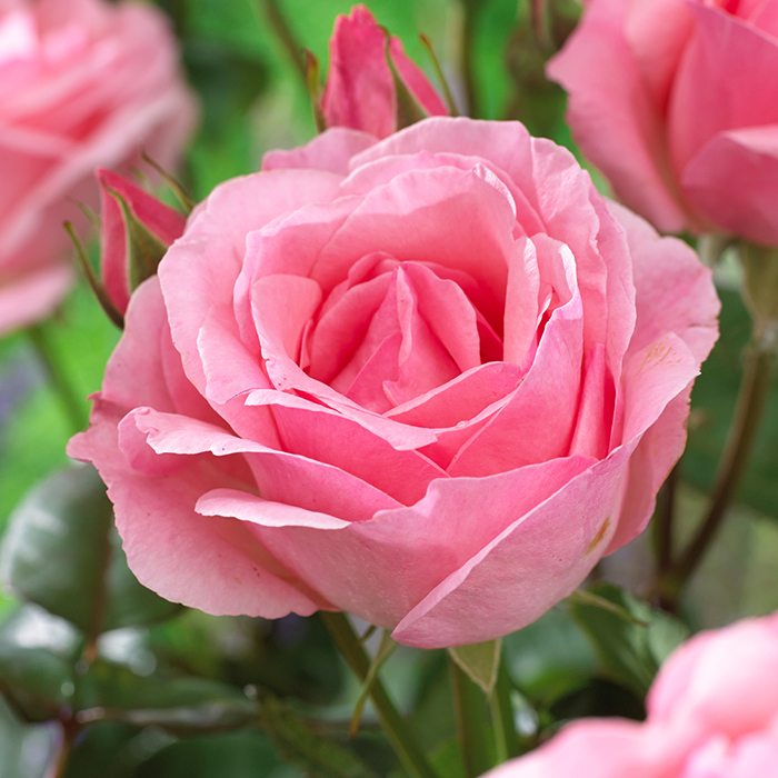The 'Best Ever' Hybrid Tea Rose Bush Trio