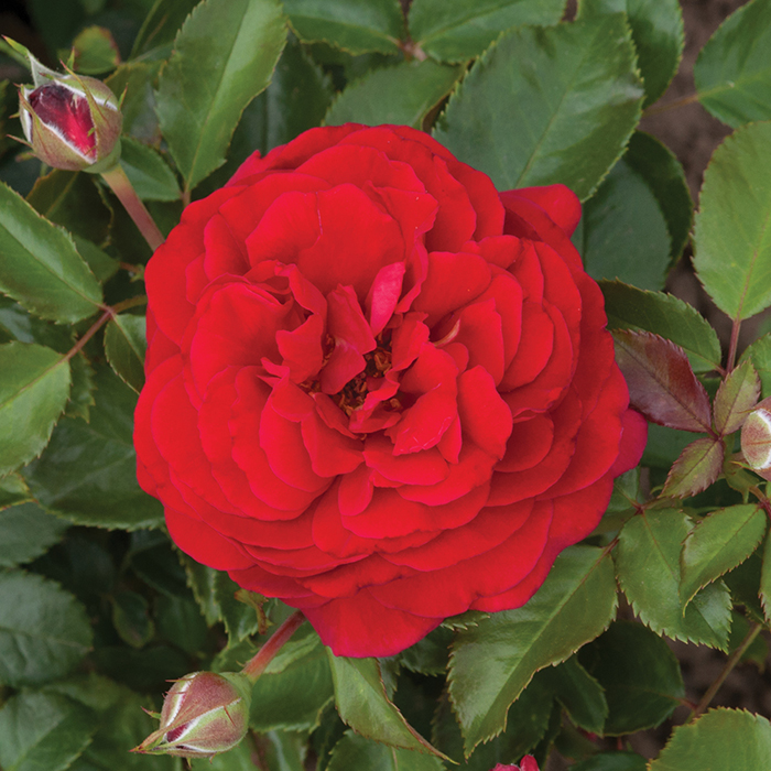Classic 'Old English' Shrub Rose Trio