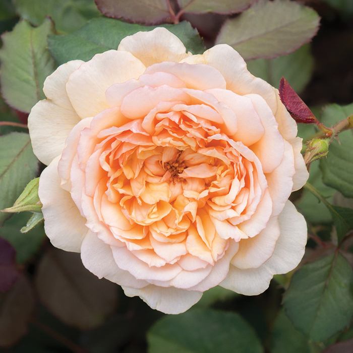 Classic 'Old English' Shrub Rose Trio