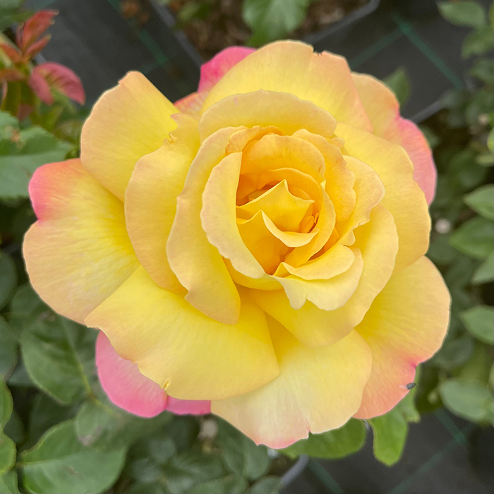Rose 'Peace'