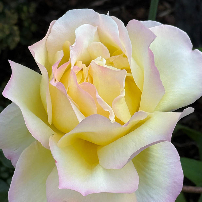 Rose 'Peace'