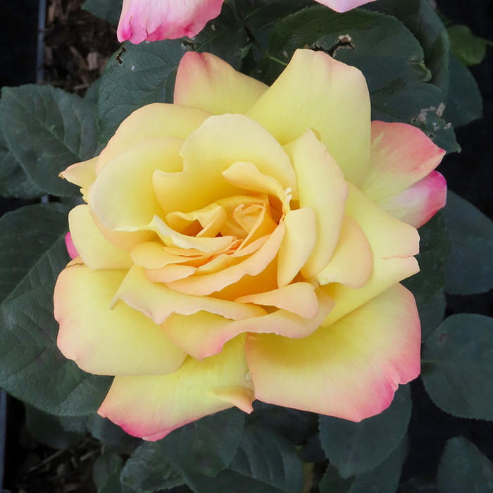 Rose 'Peace'