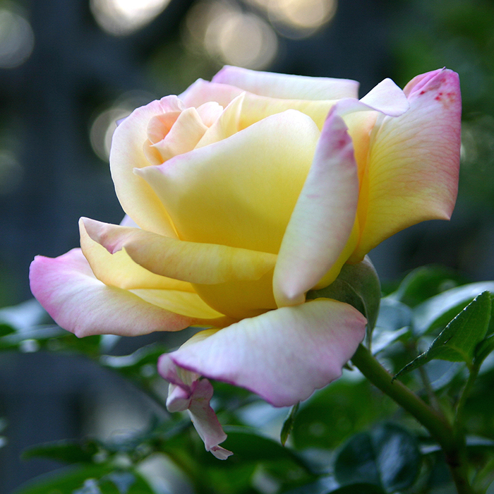 Rose 'Peace'