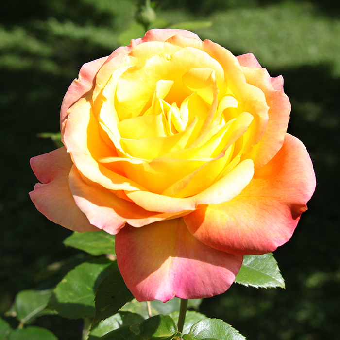 Rose 'Peace'