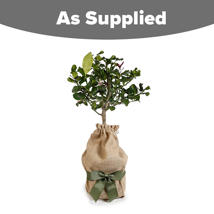 Citrus Lemon 4L 80cm GW