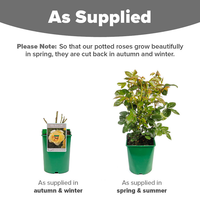 Rose Alfie Boe OBE 4L pot NGW