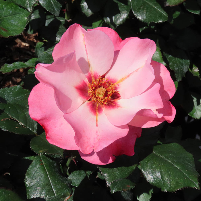 Rose A Sight for Sore Eyes 4L pot NGW