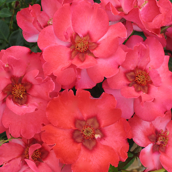 Rose A Sight for Sore Eyes 4L pot NGW