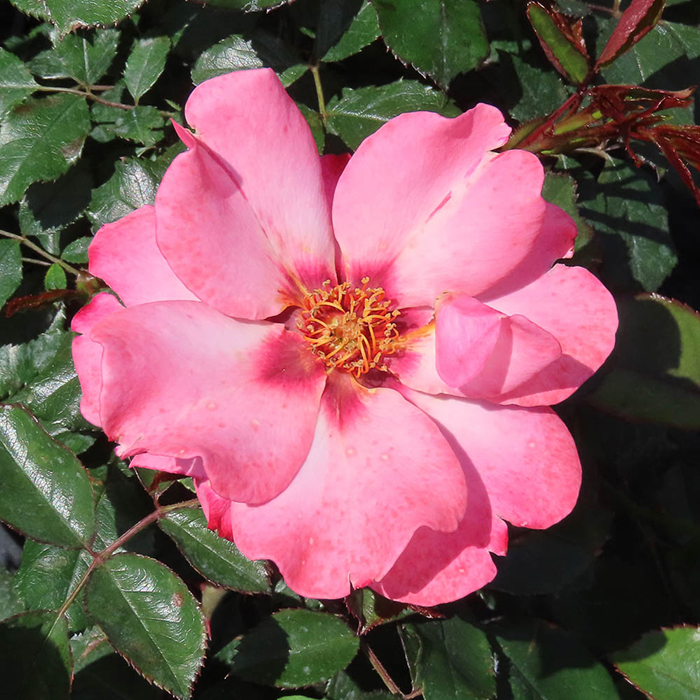 Rose Patricia's Rose 4L Pot NGW