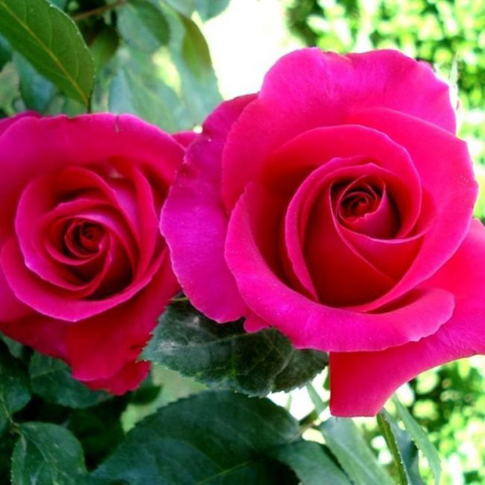 Rose All My Loving 4L pot NGW