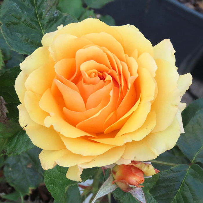 Rose Amber Queen 4L pot (ROTY 1984) NGW