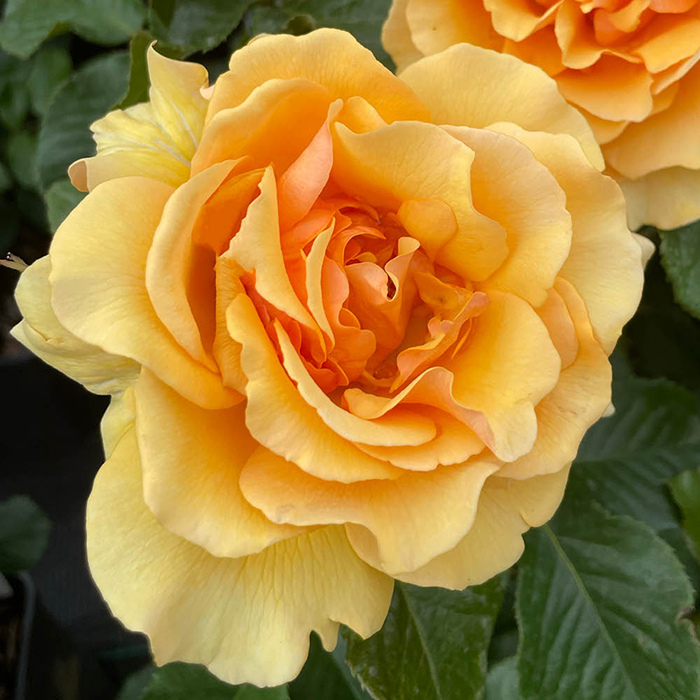 Rose Unconditional Love 4L pot NGW