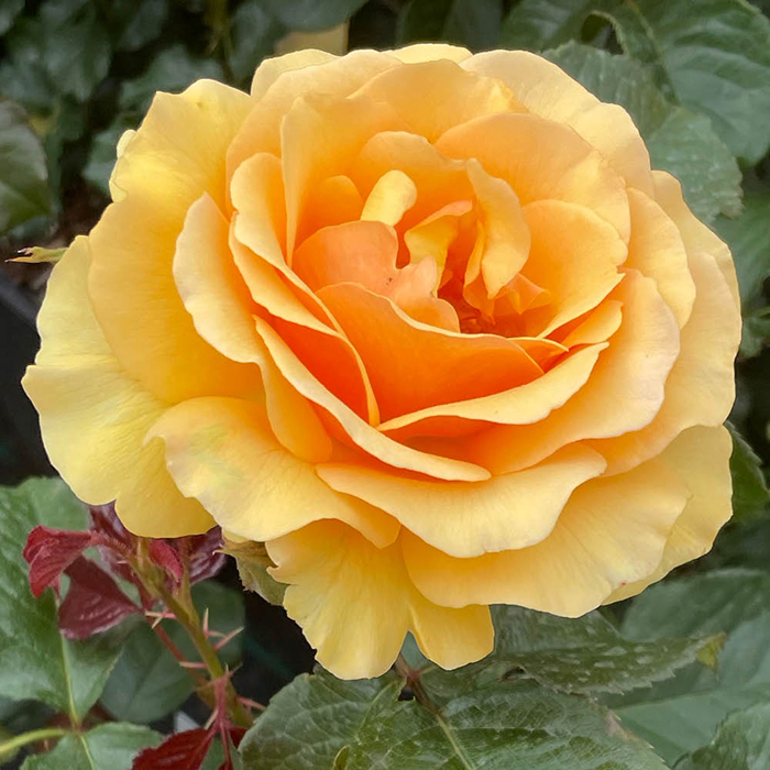 Rose Unconditional Love 4L pot NGW