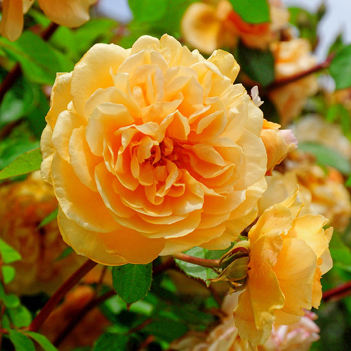 Rose Dad, You're One In a Million 4L Pot NGW