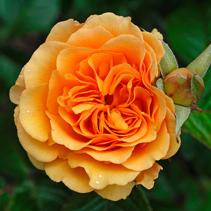 Rose Dad, You're One In a Million 4L Pot NGW