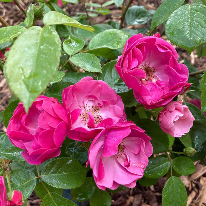 Rose Angela's Rose 4L Pot NGW