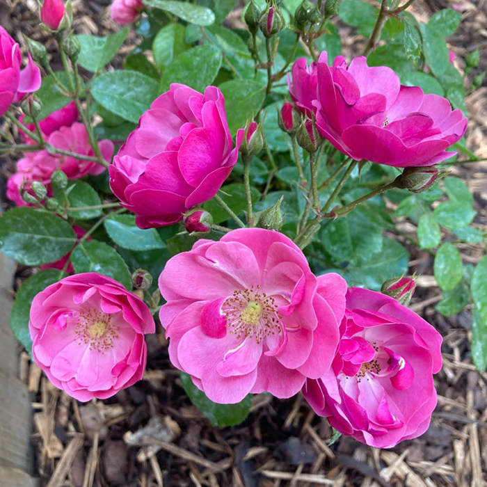 Rose Angela's Rose 4L Pot NGW