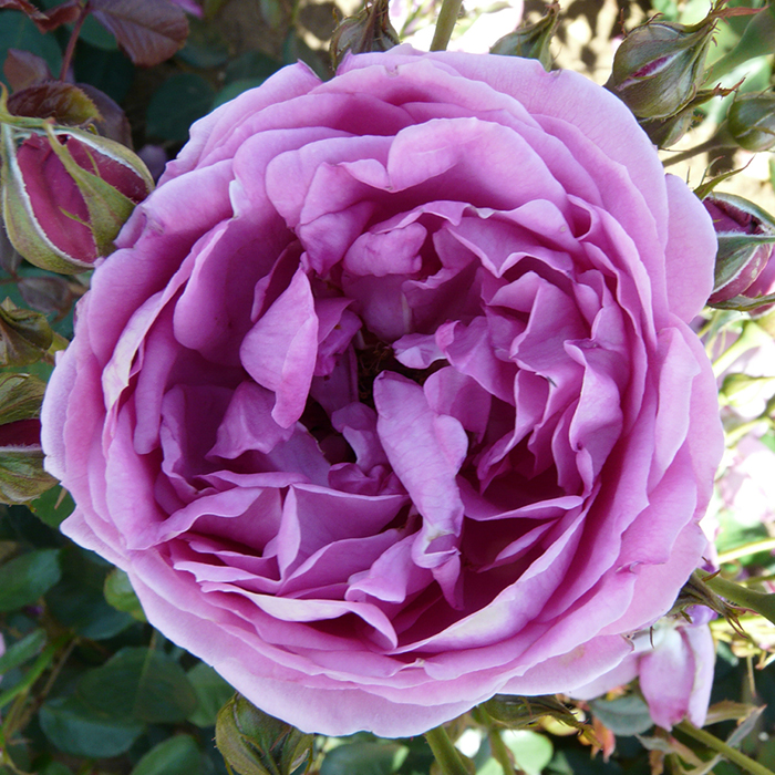 Rose Edward's Rose 4L Pot NGW